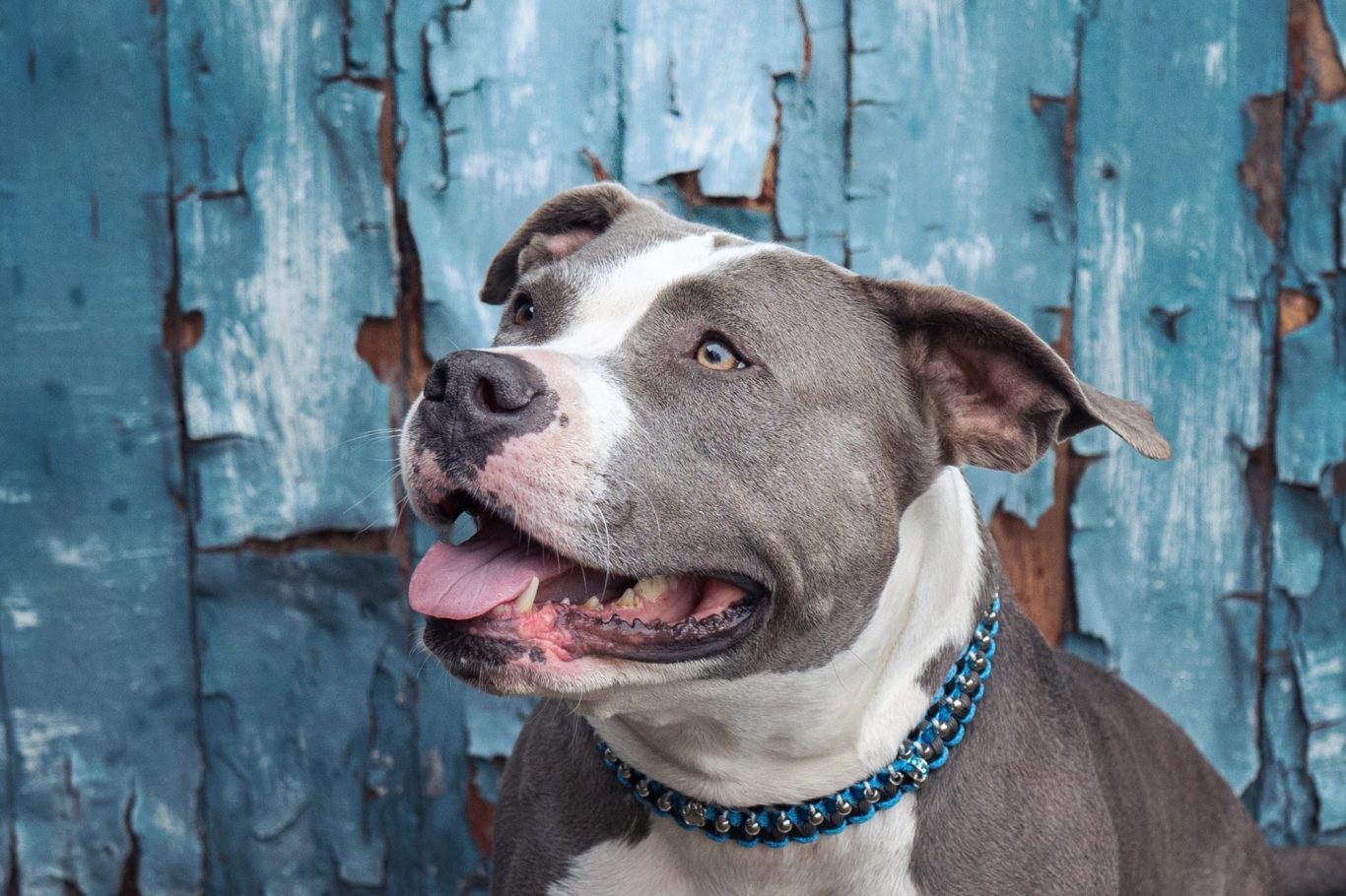 Verhaltenstherapie Hund